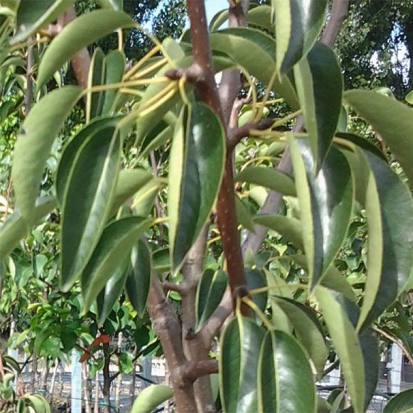 Pyrus communis Red Williams - Pear Tree (Foliage)