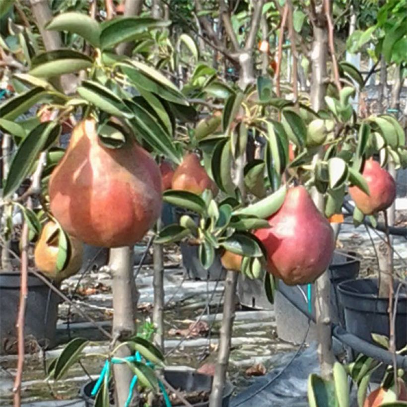 Pyrus communis Red Williams - Pear Tree (Harvest)