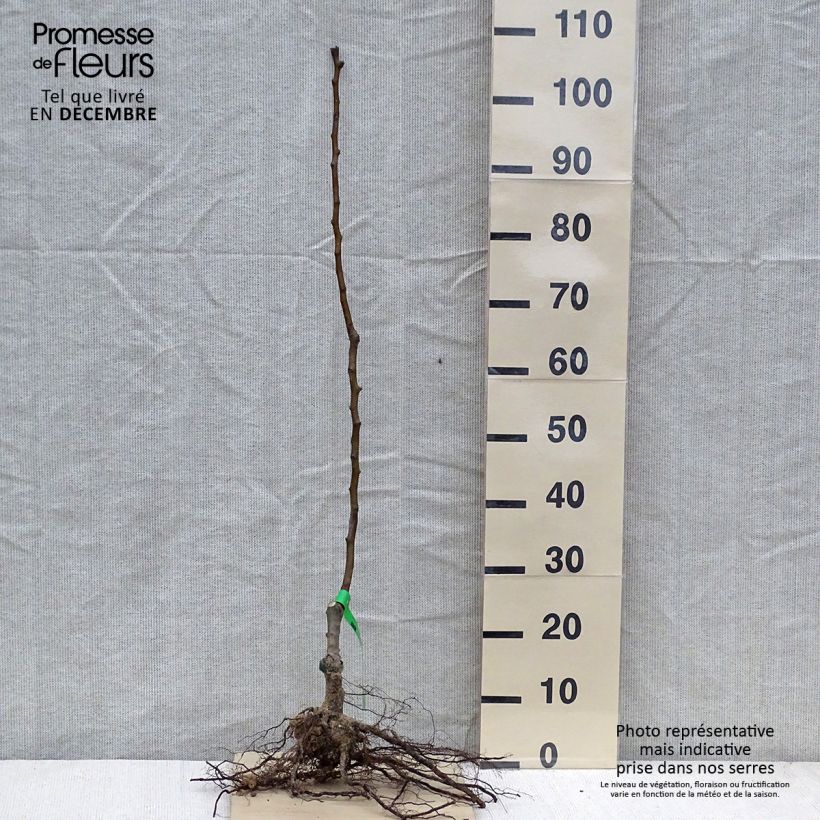 Pyrus communis Williams - Pear Tree sample as delivered in winter