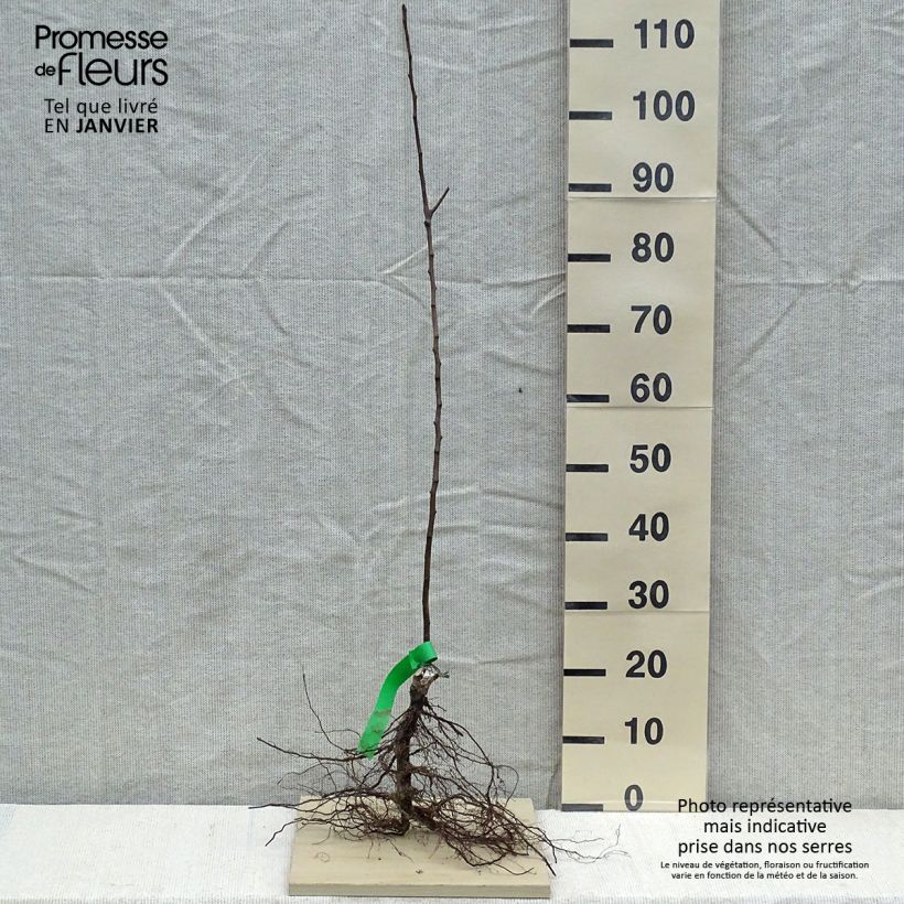 Organic Williams Rouge Pear Bare root, Scion sample as delivered in winter