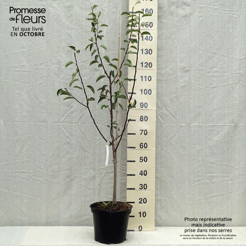 Pyrus communis Red Williams - Pear Tree 7.5L/10L pot, Goblet sample as delivered in autumn