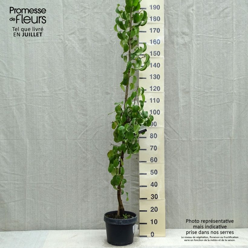 Pyrus communis Londres - Pear Tree 7.5L/10L pot, Columnar sample as delivered in summer