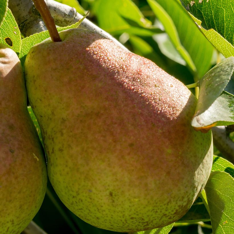 Pyrus communis Londres - Pear Tree (Harvest)