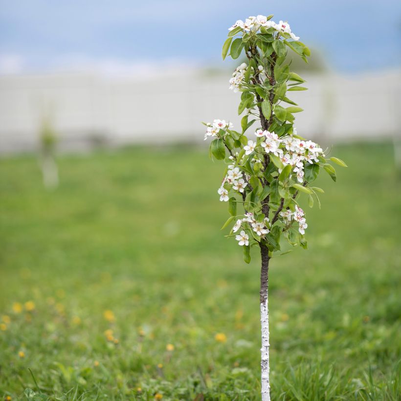 Pyrus communis Londres - Pear Tree (Plant habit)