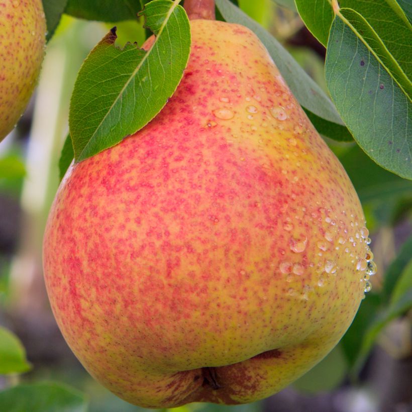 Pyrus communis Moscou - Pear Tree (Harvest)