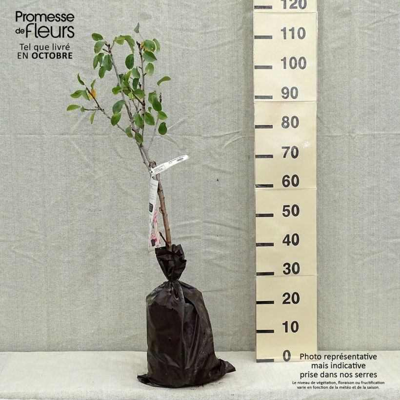 Pyrus communis Delbard d'Automne - Pear Tree Ready-to-plant root ball, Quarter standard sample as delivered in autumn