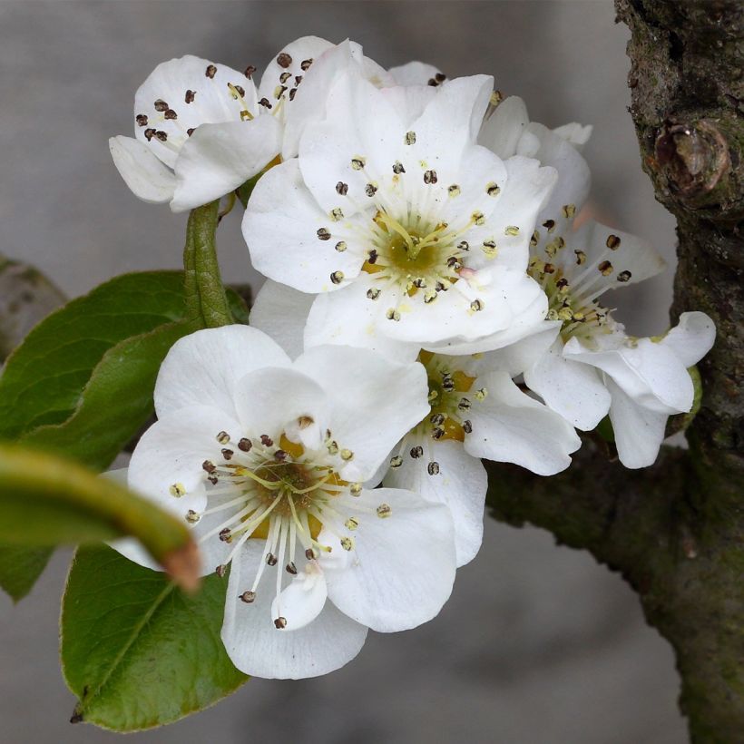 Pyrus communis Fruit Me Williams Bon-Chrétien - Pear Tree (Flowering)