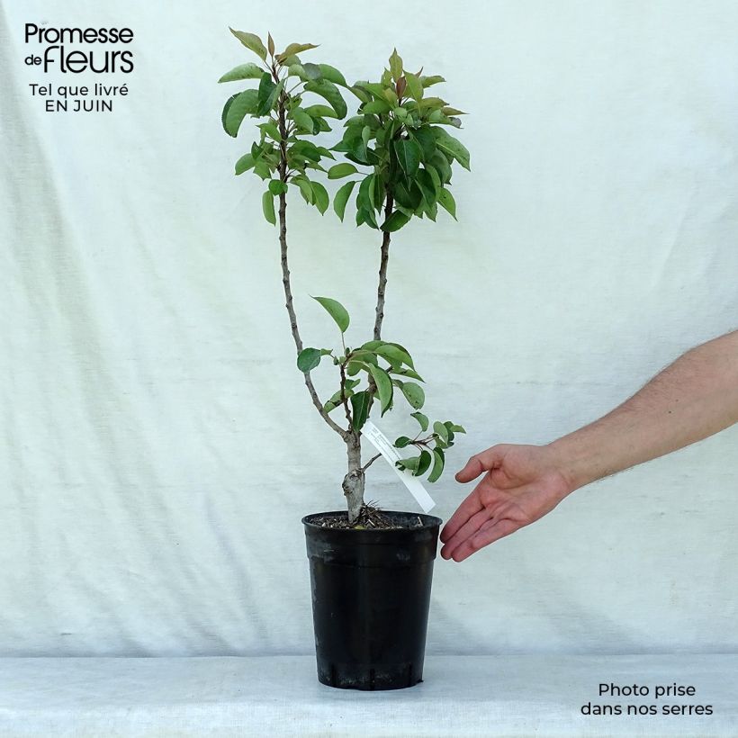 Pyrus communis Garden Gem - Pear Tree 6L/7L pot, Dwarf sample as delivered in summer
