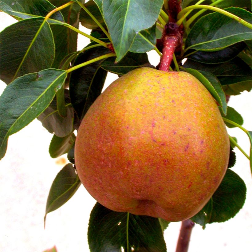 Pyrus communis Garden Gem - Pear Tree (Flowering)