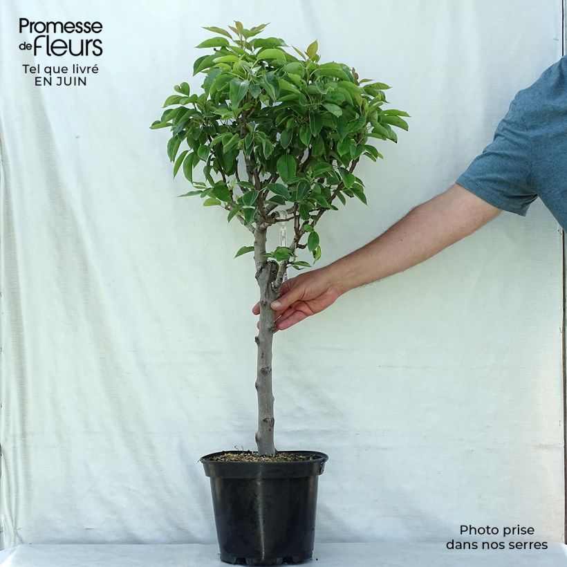 Pyrus communis Garden Pearl - Pear Tree 6L/7L pot, Dwarf sample as delivered in summer
