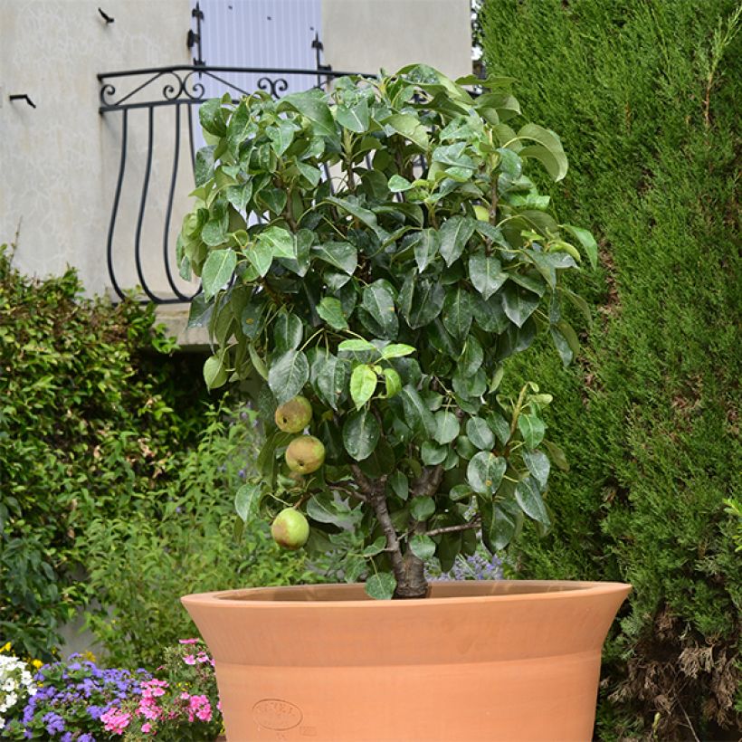 Pyrus communis Garden Pearl - Pear Tree (Plant habit)