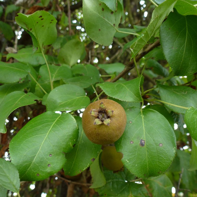 Wild Pear - Pyrus communis var. pyraster (Foliage)