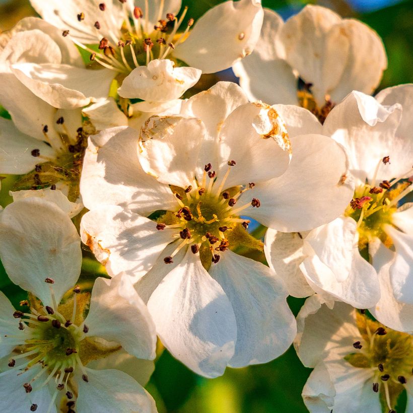 Wild Pear - Pyrus communis var. pyraster (Flowering)