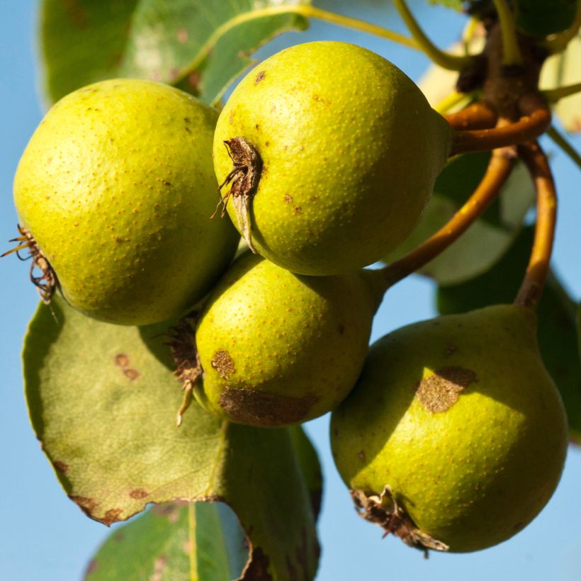 Wild Pear - Pyrus communis var. pyraster (Harvest)