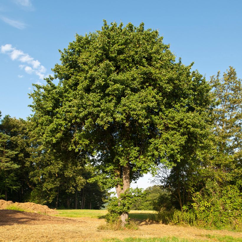 Wild Pear - Pyrus communis var. pyraster (Plant habit)