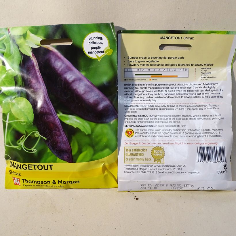 Example of Shiraz climbing mangetout peas specimen as delivered