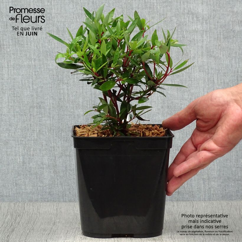 Drimys aromatica 2L/3L pot sample as delivered in summer