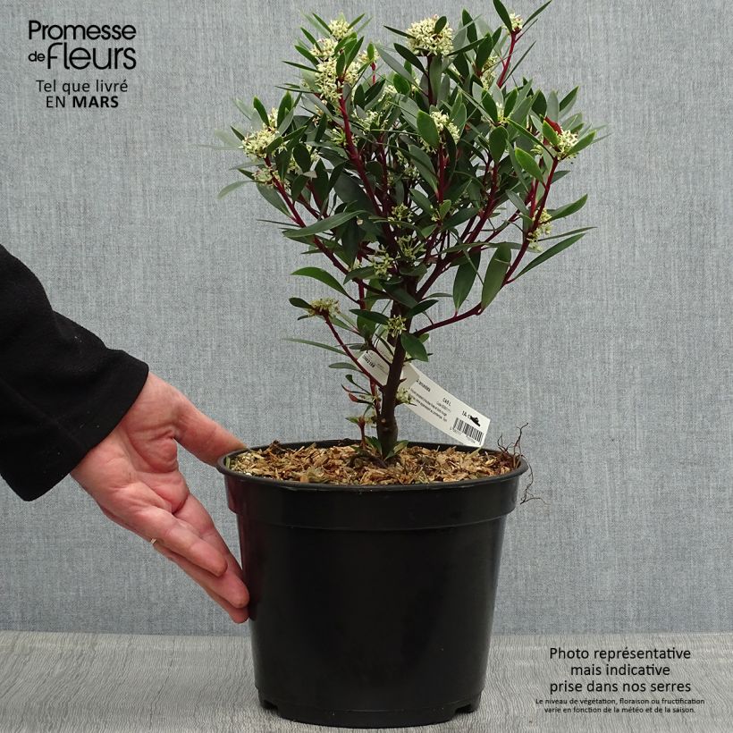 Drimys aromatica 4L/5L pot sample as delivered in spring