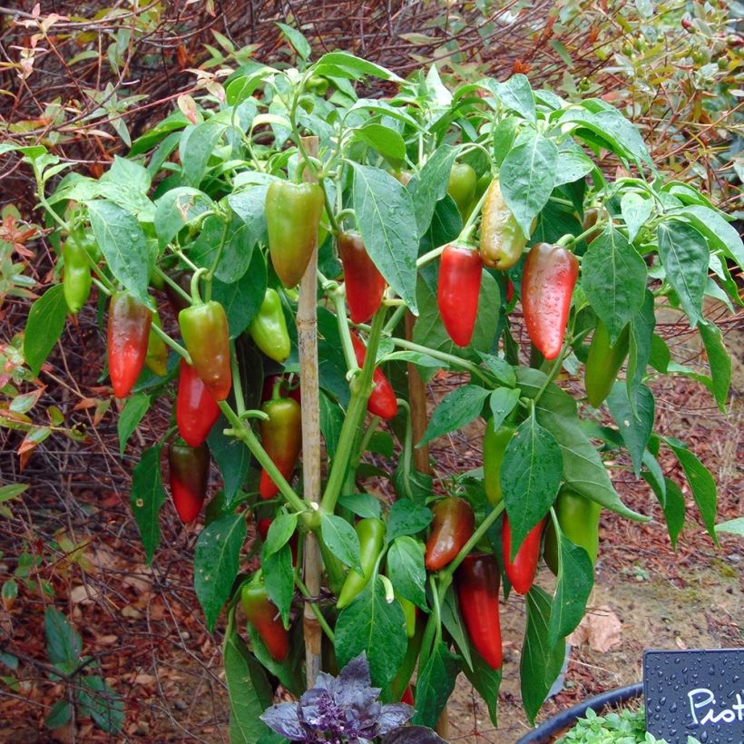 Pepper Balconi (mini) F1 plants - Capsicum annuum (Plant habit)