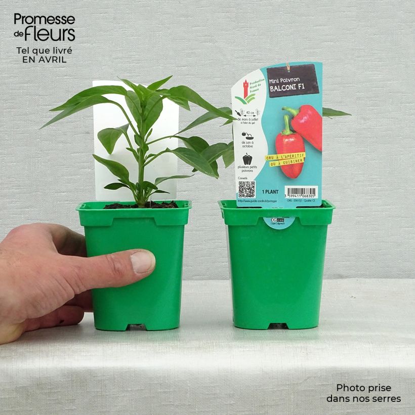 Pepper Balconi (mini) F1 plants - Capsicum annuum 10cm/11cm pot sample as delivered in spring