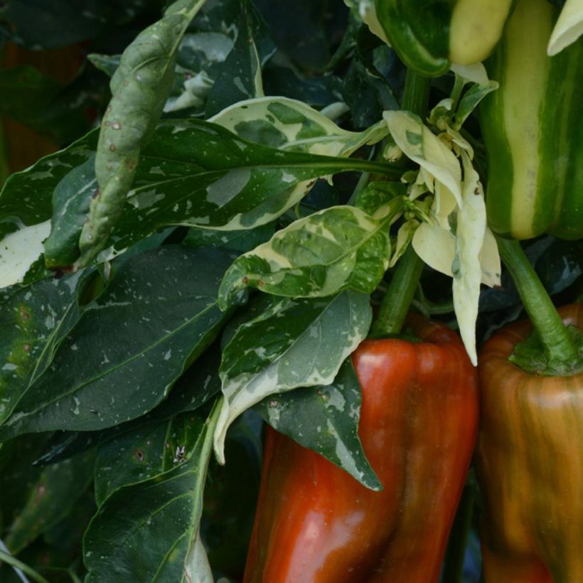 Capsicum annuum Candy Cane F1 (Foliage)