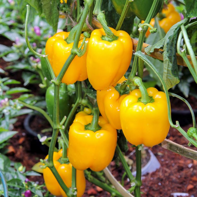 Sweet Pepper Giallo Di Cuneo - Ferme de Sainte Marthe Seeds (Plant habit)