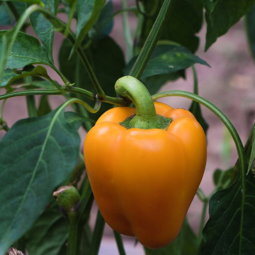 Sweet Pepper Milena F1 (Harvest)