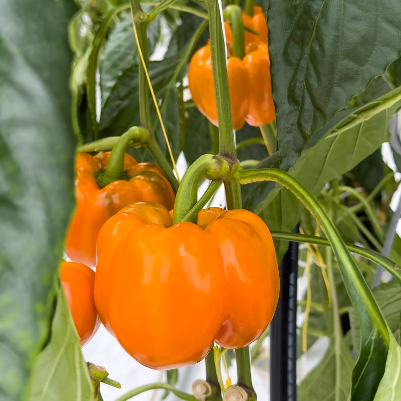Sweet Pepper Golden Calwonder (Harvest)