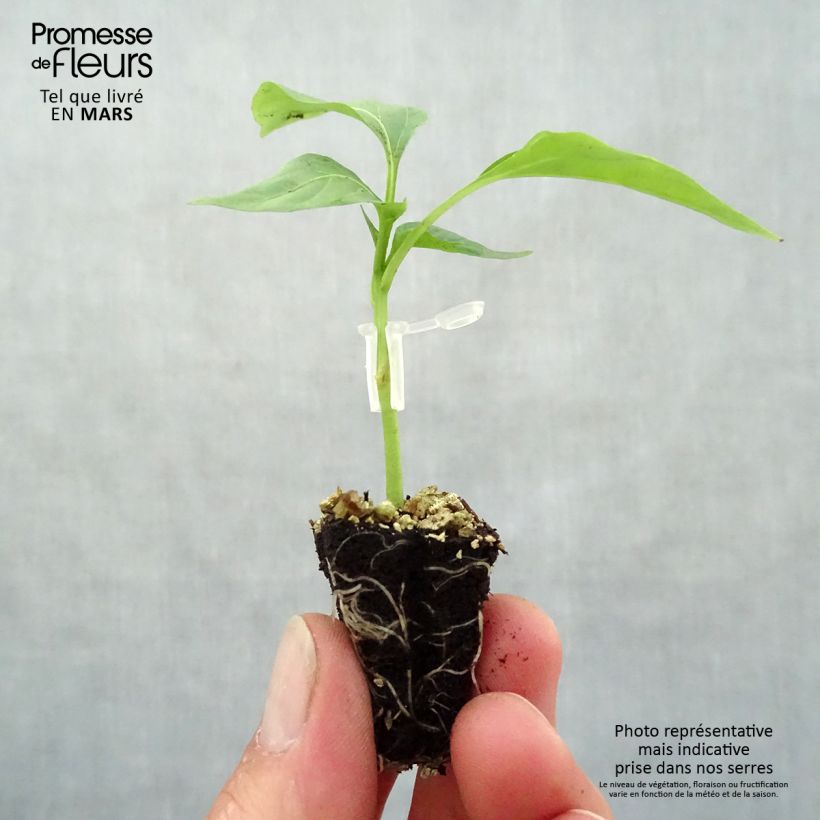Grafted Lamuyo F1 Red Pepper plants - Capsicum annuum sample as delivered in spring