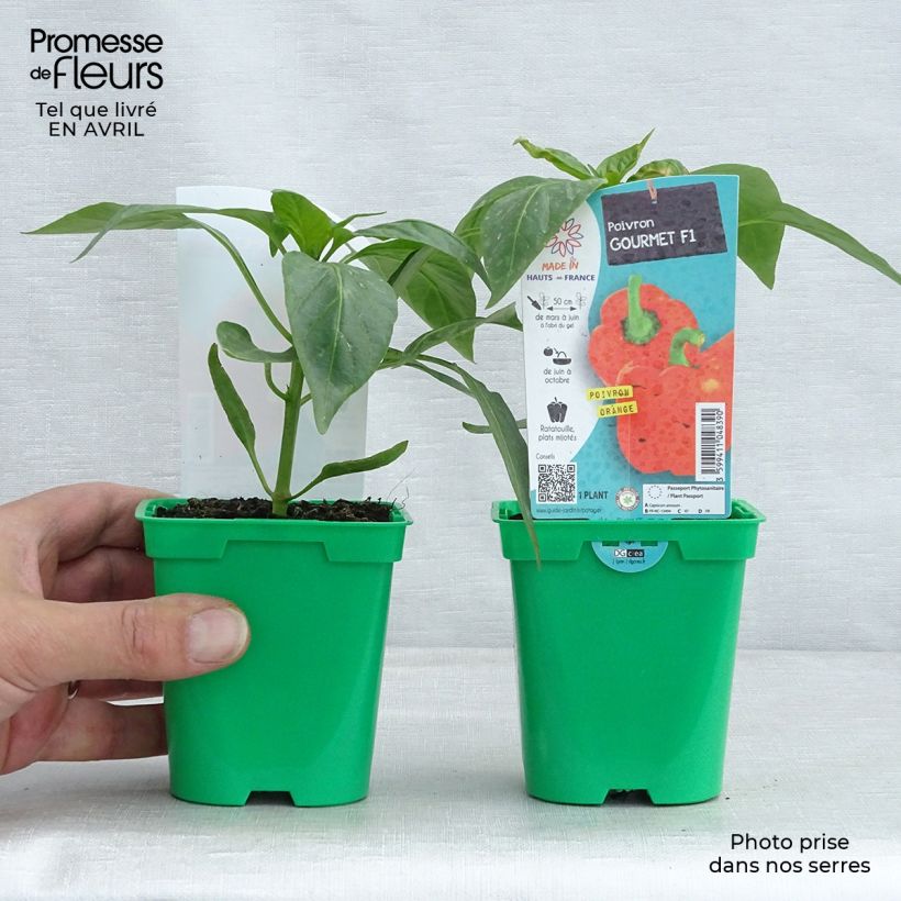 Pepper Orange Gourmet F1 - Capsicum annuum sample as delivered in spring