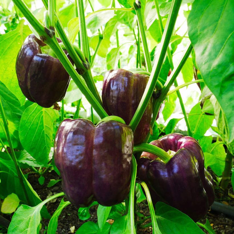 Sweet Pepper Purple Bell (Plant habit)