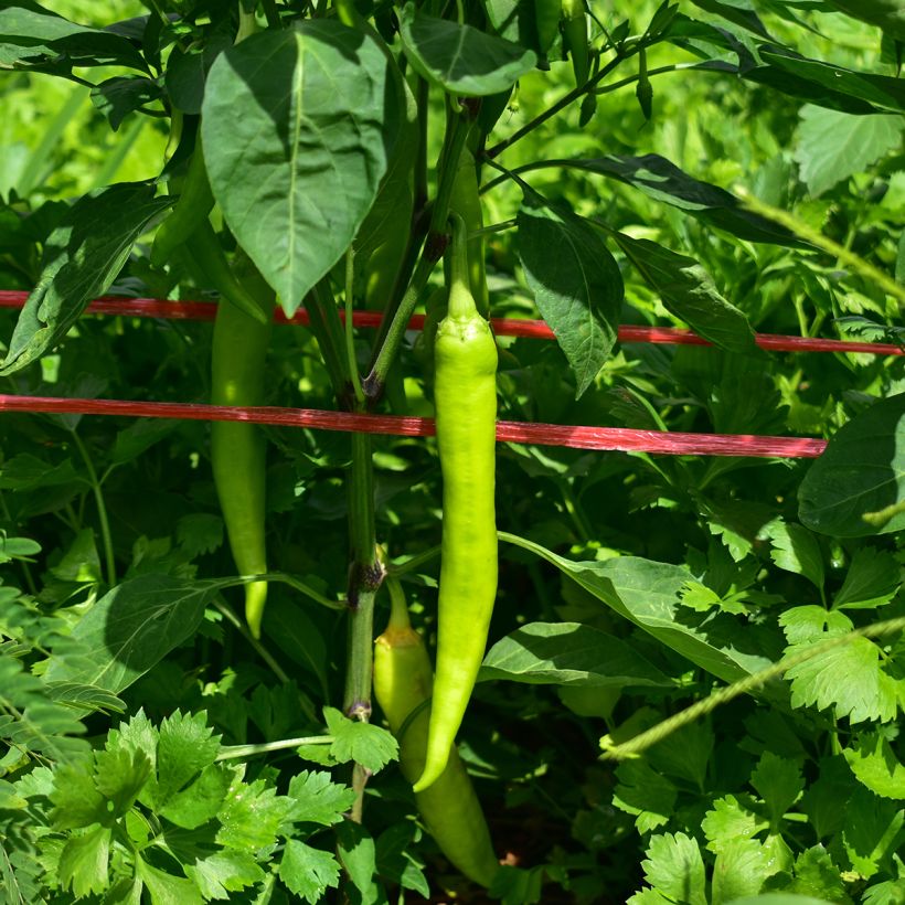 Pepper Sweet Banana (Harvest)