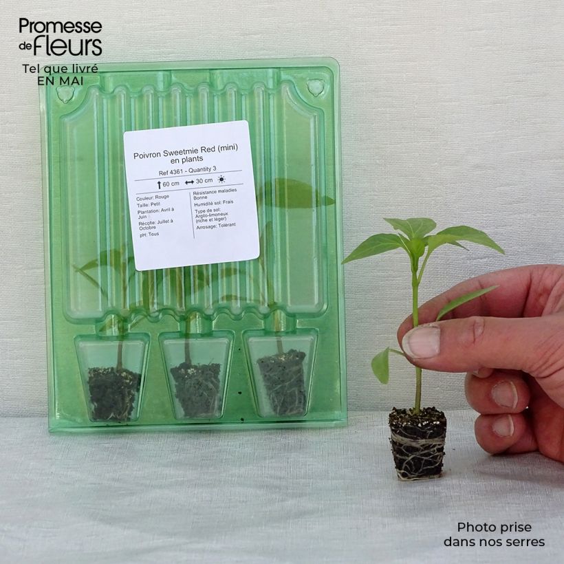 Pepper Sweetmie Red plants - Capsicum annuum Plug plant 3/4cm sample as delivered in spring