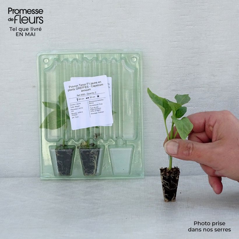 Grafted yellow Pepper Tenor F1 plants - Capsicum annuum Plug plant 3/4cm sample as delivered in spring