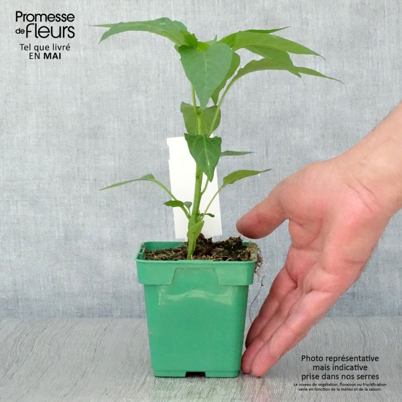 Pepper Terrazzi F1 plant - Capsicum annuum 10cm/11cm pot sample as delivered in spring