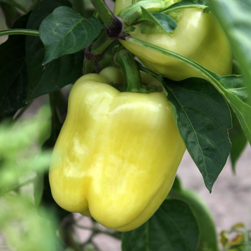 White Bell Pepper - Capsicum annuum (Harvest)