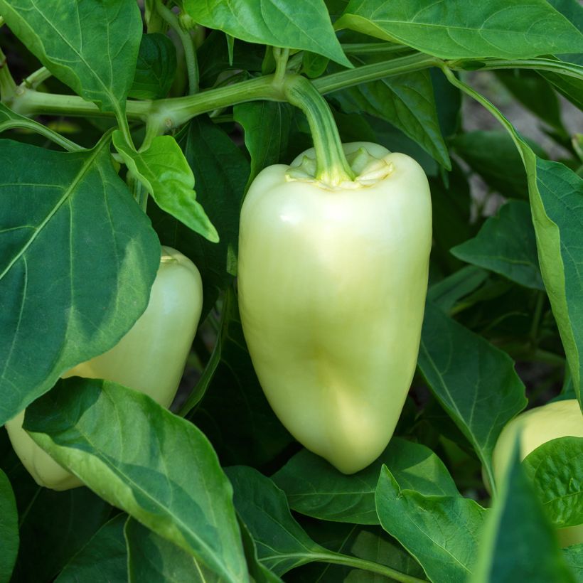 White Bell Pepper - Capsicum annuum (Plant habit)