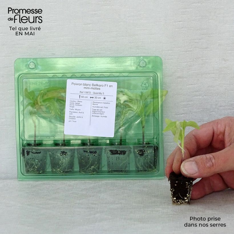 White pepper Bellkaro F1 plants - Capsicum annuum Plug plant 3/4cm sample as delivered in spring