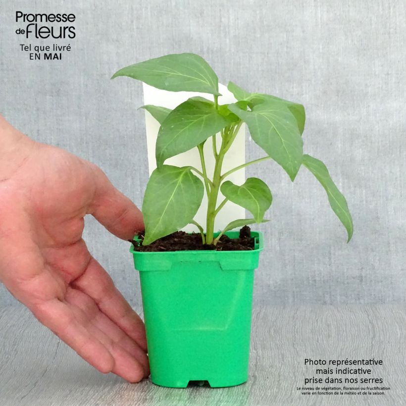 White pepper Bellkaro F1 plants - Capsicum annuum 10cm/11cm pot sample as delivered in spring