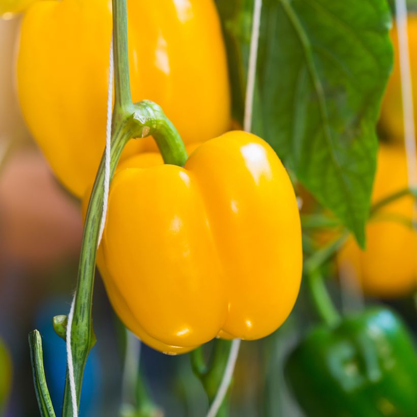 Capsicum annuum Carre d’Asti Jaune (Harvest)