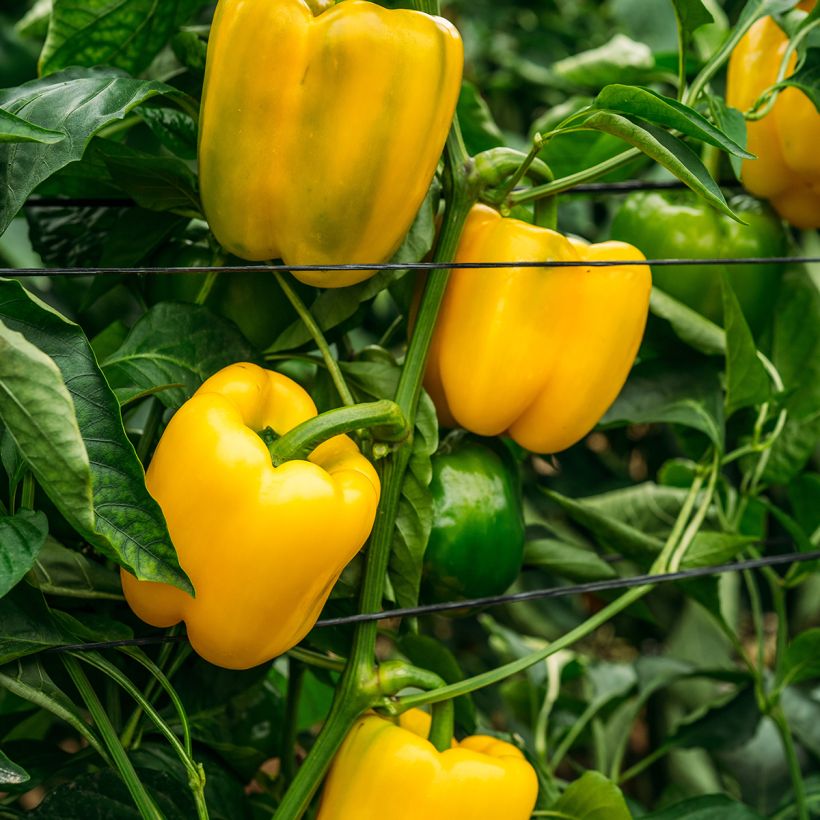 Capsicum annuum Carre d’Asti Jaune (Plant habit)