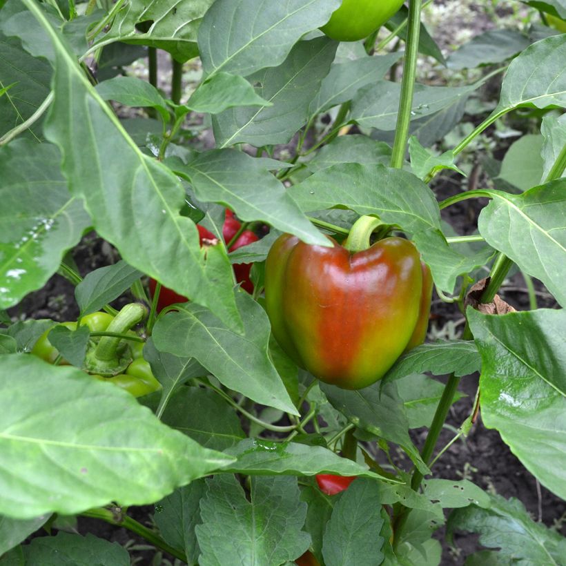 Sweet pepper California Wonder organic seeds (Harvest)
