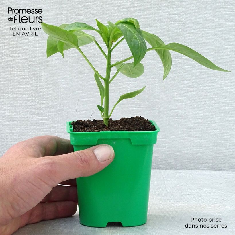Yellow Pepper Tenor F1 - Capsicum annuum 10cm/11cm pot sample as delivered in spring