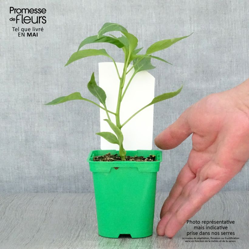 Grafted Orange Pepper Oreny F1 plants - Capsicum annuum 10cm/11cm pot sample as delivered in spring