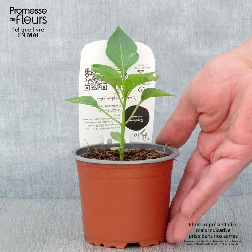 Organic Jericho F1 Red Pepper plants - Capsicum annuum 10cm/11cm pot sample as delivered in spring