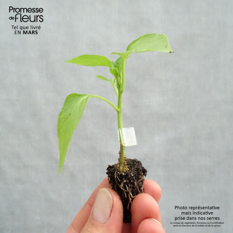 Organic Grafted Jericho red pepper plants - Capsicum annuum Plug plant 1.5/2.5 cm sample as delivered in spring