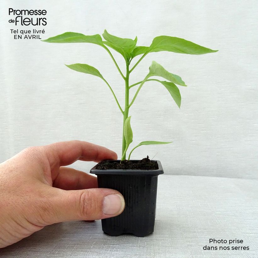 Red pepper Lamuyo F1 plants - Capsicum annuum 7/8 cm pot sample as delivered in spring