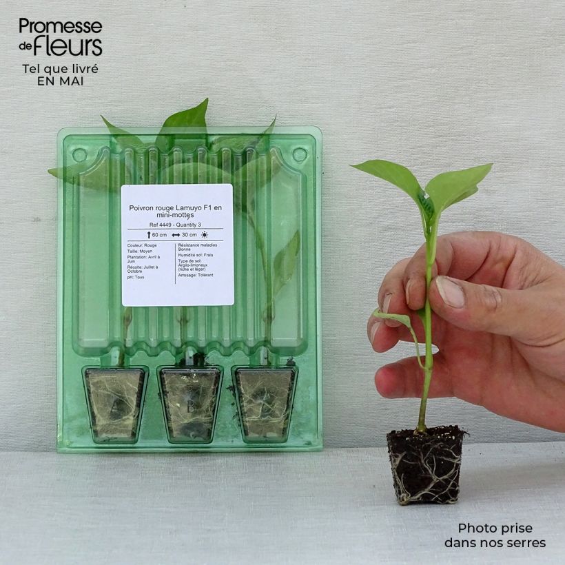 Red pepper Lamuyo F1 plants - Capsicum annuum Plug plant 3/4cm sample as delivered in spring