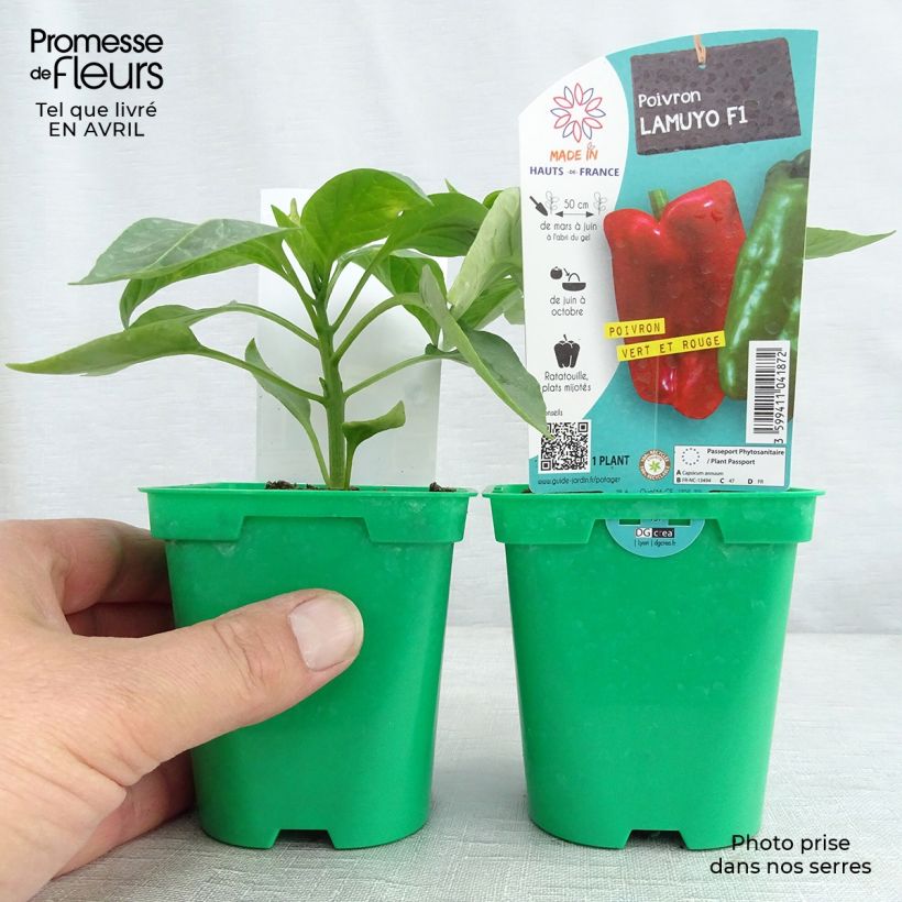 Red pepper Lamuyo F1 plants - Capsicum annuum 10cm/11cm pot sample as delivered in spring