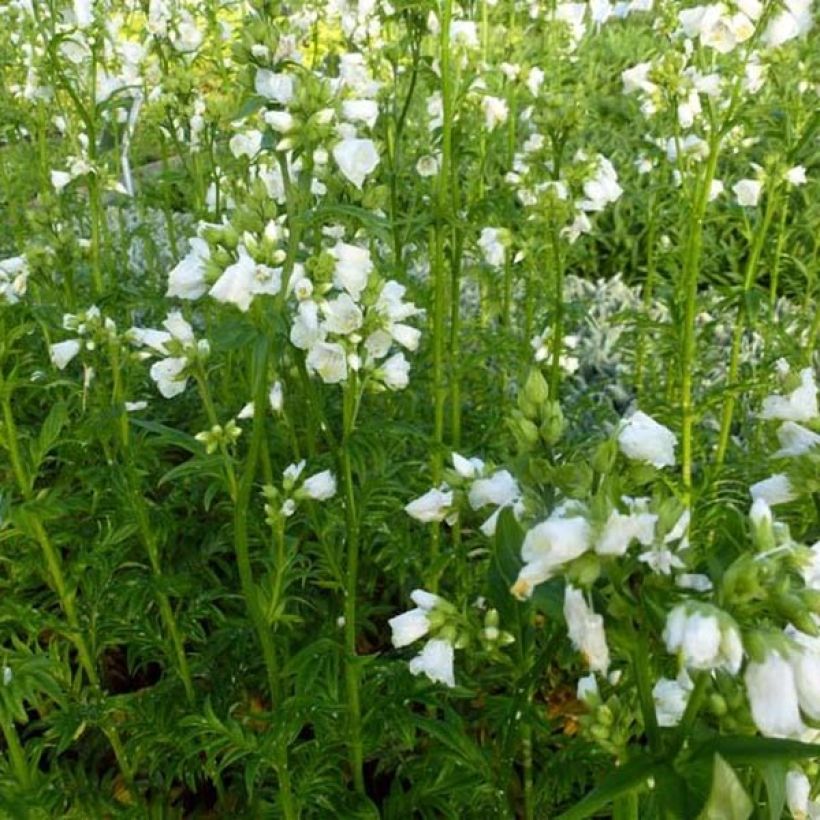 Polemonium yezoense Halfway to Paradise (Plant habit)